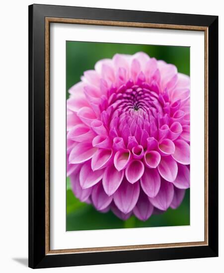 Dahlia 'Jayne Stonestreet'-Clive Nichols-Framed Photographic Print