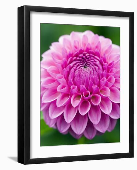 Dahlia 'Jayne Stonestreet'-Clive Nichols-Framed Photographic Print