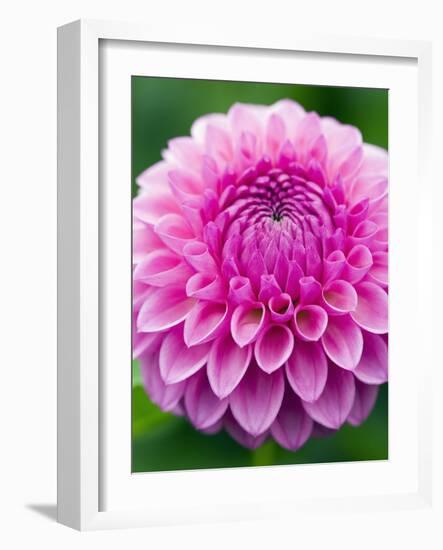 Dahlia 'Jayne Stonestreet'-Clive Nichols-Framed Photographic Print