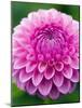 Dahlia 'Jayne Stonestreet'-Clive Nichols-Mounted Photographic Print