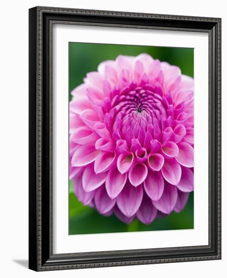 Dahlia 'Jayne Stonestreet'-Clive Nichols-Framed Photographic Print