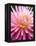 Dahlia 'Jeanne d'Arc'-Clive Nichols-Framed Premier Image Canvas