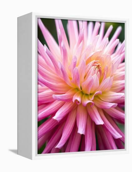 Dahlia 'Jeanne d'Arc'-Clive Nichols-Framed Premier Image Canvas