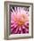 Dahlia 'Jeanne d'Arc'-Clive Nichols-Framed Photographic Print