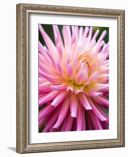 Dahlia 'Jeanne d'Arc'-Clive Nichols-Framed Photographic Print