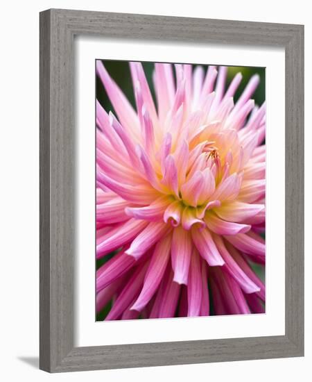 Dahlia 'Jeanne d'Arc'-Clive Nichols-Framed Photographic Print