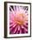 Dahlia 'Jeanne d'Arc'-Clive Nichols-Framed Photographic Print