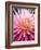 Dahlia 'Jeanne d'Arc'-Clive Nichols-Framed Photographic Print