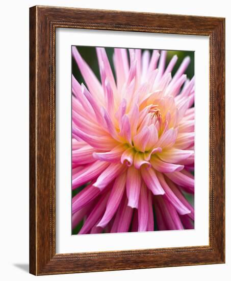 Dahlia 'Jeanne d'Arc'-Clive Nichols-Framed Photographic Print