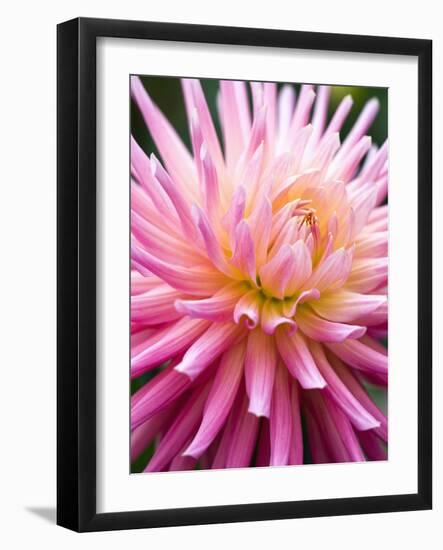 Dahlia 'Jeanne d'Arc'-Clive Nichols-Framed Photographic Print