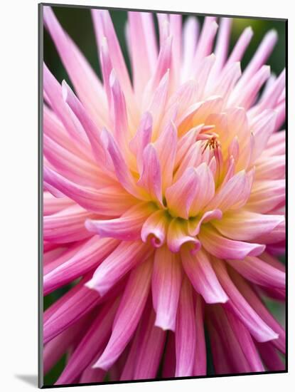 Dahlia 'Jeanne d'Arc'-Clive Nichols-Mounted Photographic Print