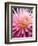 Dahlia 'Jeanne d'Arc'-Clive Nichols-Framed Photographic Print