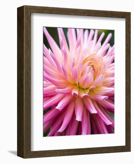 Dahlia 'Jeanne d'Arc'-Clive Nichols-Framed Photographic Print