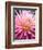 Dahlia 'Jeanne d'Arc'-Clive Nichols-Framed Photographic Print