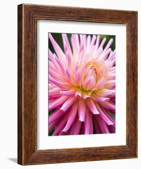 Dahlia 'Jeanne d'Arc'-Clive Nichols-Framed Photographic Print