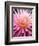 Dahlia 'Jeanne d'Arc'-Clive Nichols-Framed Photographic Print