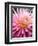 Dahlia 'Jeanne d'Arc'-Clive Nichols-Framed Photographic Print