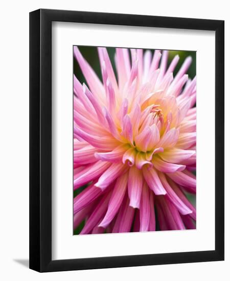 Dahlia 'Jeanne d'Arc'-Clive Nichols-Framed Photographic Print