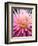 Dahlia 'Jeanne d'Arc'-Clive Nichols-Framed Photographic Print