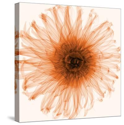 PHOTO FLORAL ART PRINT Dahlia by Steven Meyers