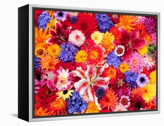 Dahlia, Oriental Lilies, Sunflower, Petunia, Zinnia, Hydrangea Bloom, Sammamish, Washington, USA-Darrell Gulin-Framed Premier Image Canvas