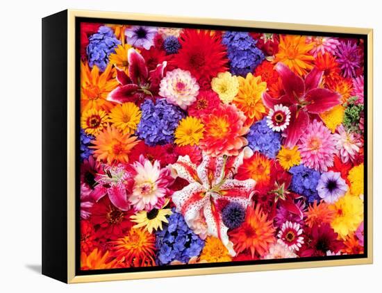 Dahlia, Oriental Lilies, Sunflower, Petunia, Zinnia, Hydrangea Bloom, Sammamish, Washington, USA-Darrell Gulin-Framed Premier Image Canvas