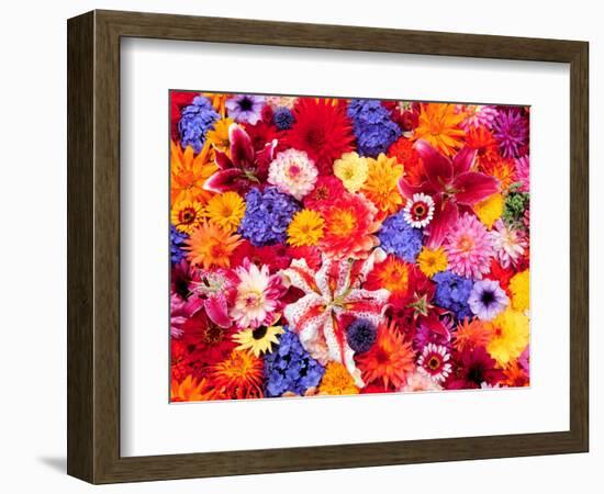 Dahlia, Oriental Lilies, Sunflower, Petunia, Zinnia, Hydrangea Bloom, Sammamish, Washington, USA-Darrell Gulin-Framed Photographic Print