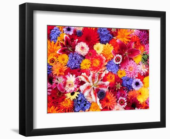 Dahlia, Oriental Lilies, Sunflower, Petunia, Zinnia, Hydrangea Bloom, Sammamish, Washington, USA-Darrell Gulin-Framed Photographic Print