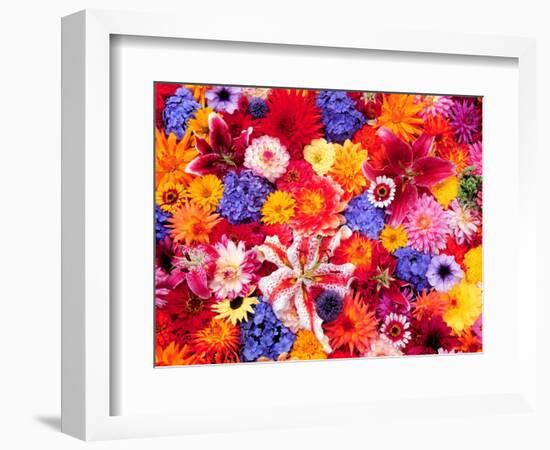 Dahlia, Oriental Lilies, Sunflower, Petunia, Zinnia, Hydrangea Bloom, Sammamish, Washington, USA-Darrell Gulin-Framed Photographic Print