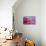 Dahlia Petals Pink Purple-Cora Niele-Giclee Print displayed on a wall