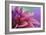 Dahlia Petals Pink Purple-Cora Niele-Framed Giclee Print
