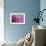 Dahlia Petals Pink Purple-Cora Niele-Framed Giclee Print displayed on a wall