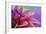 Dahlia Petals Pink Purple-Cora Niele-Framed Giclee Print