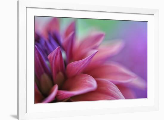 Dahlia Petals Pink Purple-Cora Niele-Framed Giclee Print