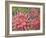 Dahlia Profile 2-Vera Hills-Framed Art Print