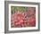 Dahlia Profile 2-Vera Hills-Framed Art Print