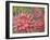 Dahlia Profile 2-Vera Hills-Framed Art Print