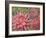 Dahlia Profile 2-Vera Hills-Framed Art Print