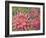 Dahlia Profile 2-Vera Hills-Framed Art Print