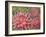 Dahlia Profile 2-Vera Hills-Framed Art Print