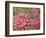 Dahlia Profile 2-Vera Hills-Framed Art Print