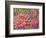 Dahlia Profile 2-Vera Hills-Framed Art Print