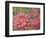 Dahlia Profile 2-Vera Hills-Framed Premium Giclee Print