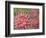 Dahlia Profile 2-Vera Hills-Framed Premium Giclee Print