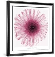 Dahlia (Raspberry)-Steven N^ Meyers-Framed Art Print