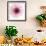 Dahlia (Raspberry)-Steven N^ Meyers-Framed Art Print displayed on a wall