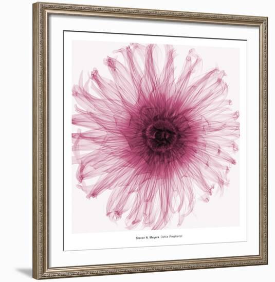 Dahlia (Raspberry)-Steven N^ Meyers-Framed Art Print