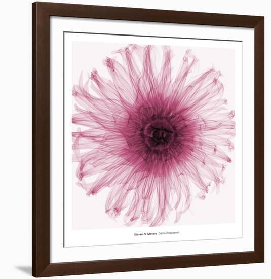 Dahlia (Raspberry)-Steven N^ Meyers-Framed Art Print