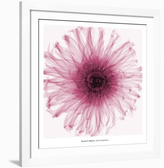 Dahlia (Raspberry)-Steven N^ Meyers-Framed Art Print