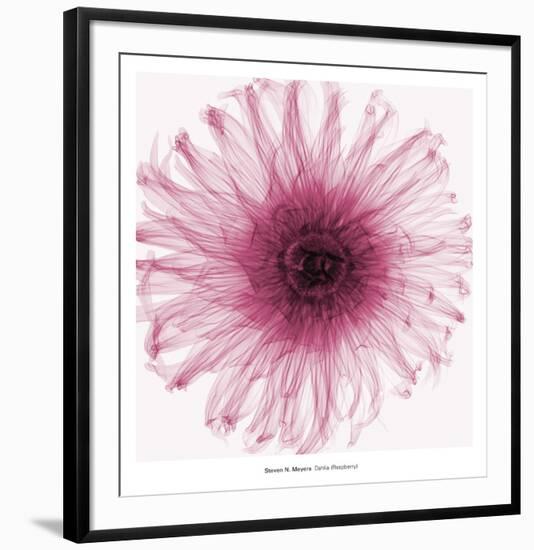 Dahlia (Raspberry)-Steven N^ Meyers-Framed Art Print